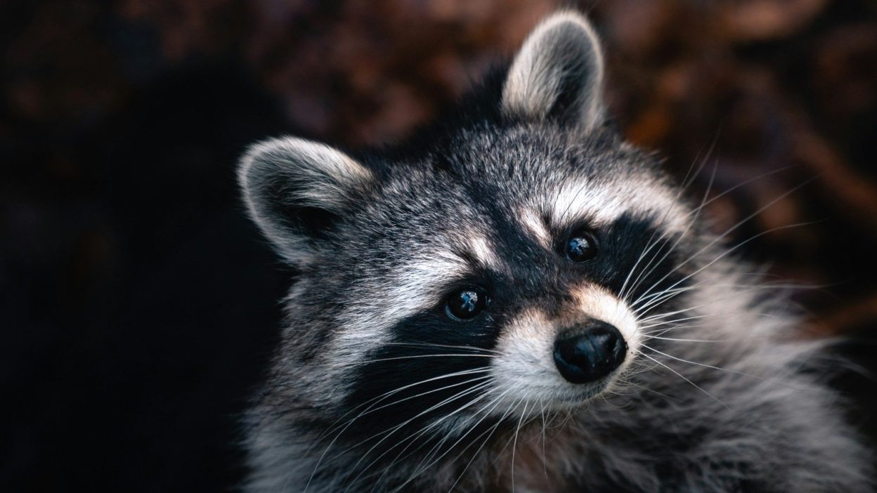 Microsoft and Cloudflare disrupt massive RaccoonO365 phishing service