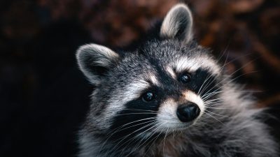 Microsoft and Cloudflare disrupt massive RaccoonO365 phishing service
