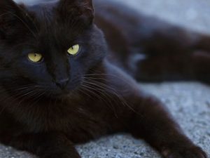 Former Ransomware Negotiator Pleads Guilty to Working For BlackCat Cyber Gang