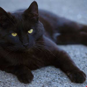 Former Ransomware Negotiator Pleads Guilty to Working For BlackCat Cyber Gang